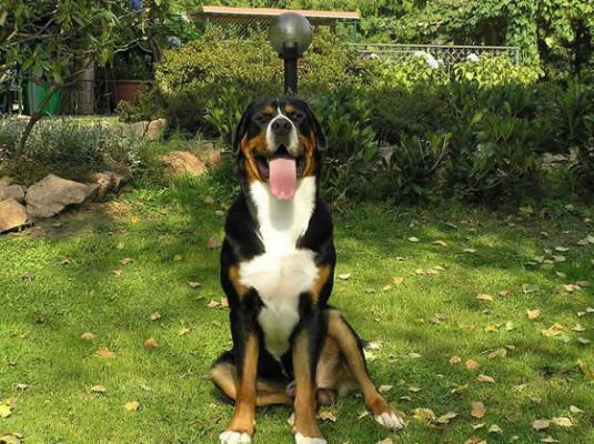 Greater Swiss Mountain Dog Pictures