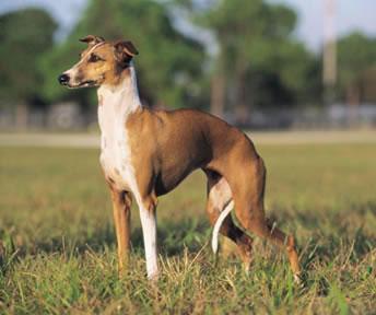 Italian Greyhound Pictures