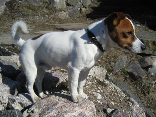 Jack Russell Pictures