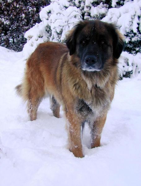 Leonberger Pictures
