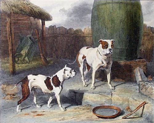Old English Bulldog Pictures