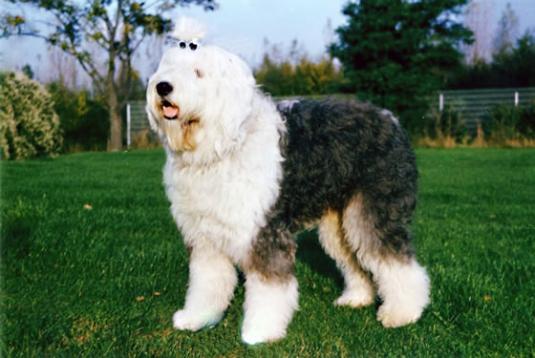Old English Sheepdog Pictures