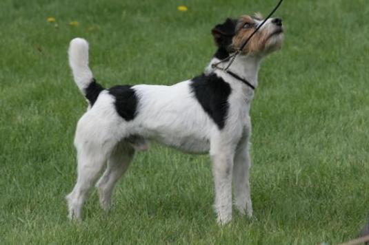 Parson Russell Terrier Pictures