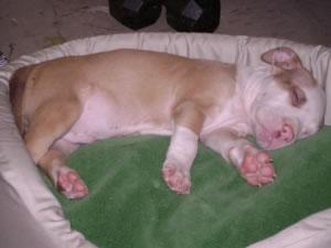 Pitbull Puppy Pictures