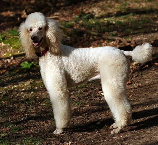 Poodle Pictures