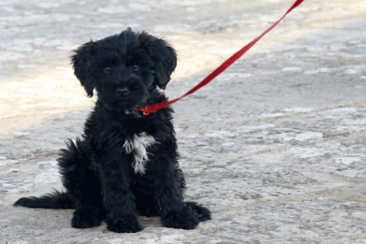 Portuguese Water Dog Puppy Pictures