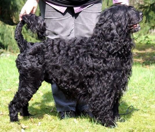 Portuguese Water Dog Pictures