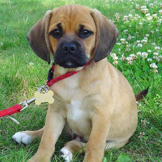 Puggle Pictures