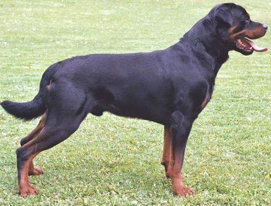 Rottweiler Pictures