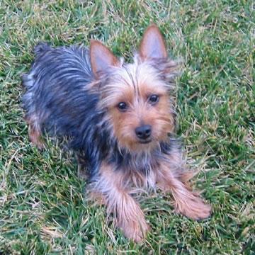 Silky Terrier Pictures