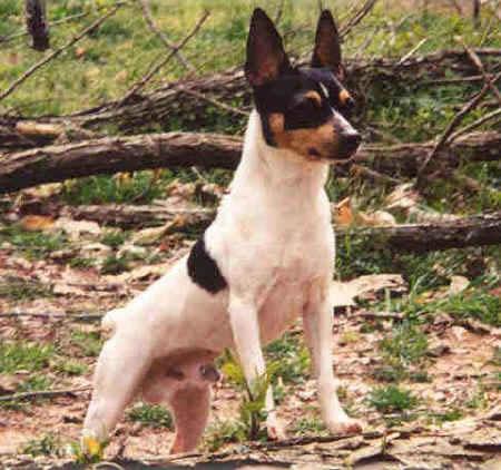 Toy Fox Terrier Pictures