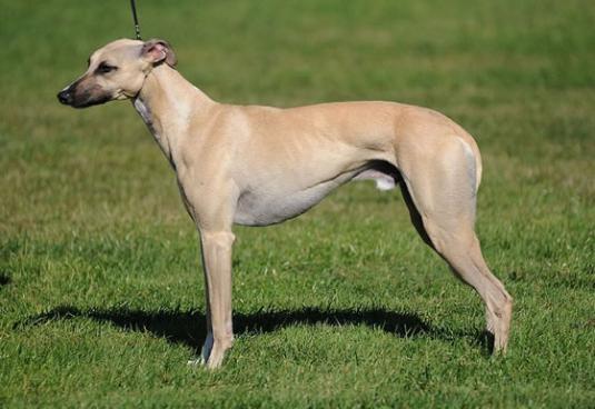 Whippet Pictures