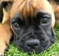 Boxer Puppy Pictures #1