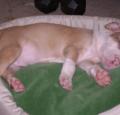 Pitbull Puppy Pictures