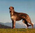 Scottish Deerhound Pictures